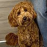 animal, award, certificate, curly_hair, cute, dog, floor, footwear, hand, head_tilt, indoor, jeans, leash, paw, person, pet, sandals, tile, training, wall