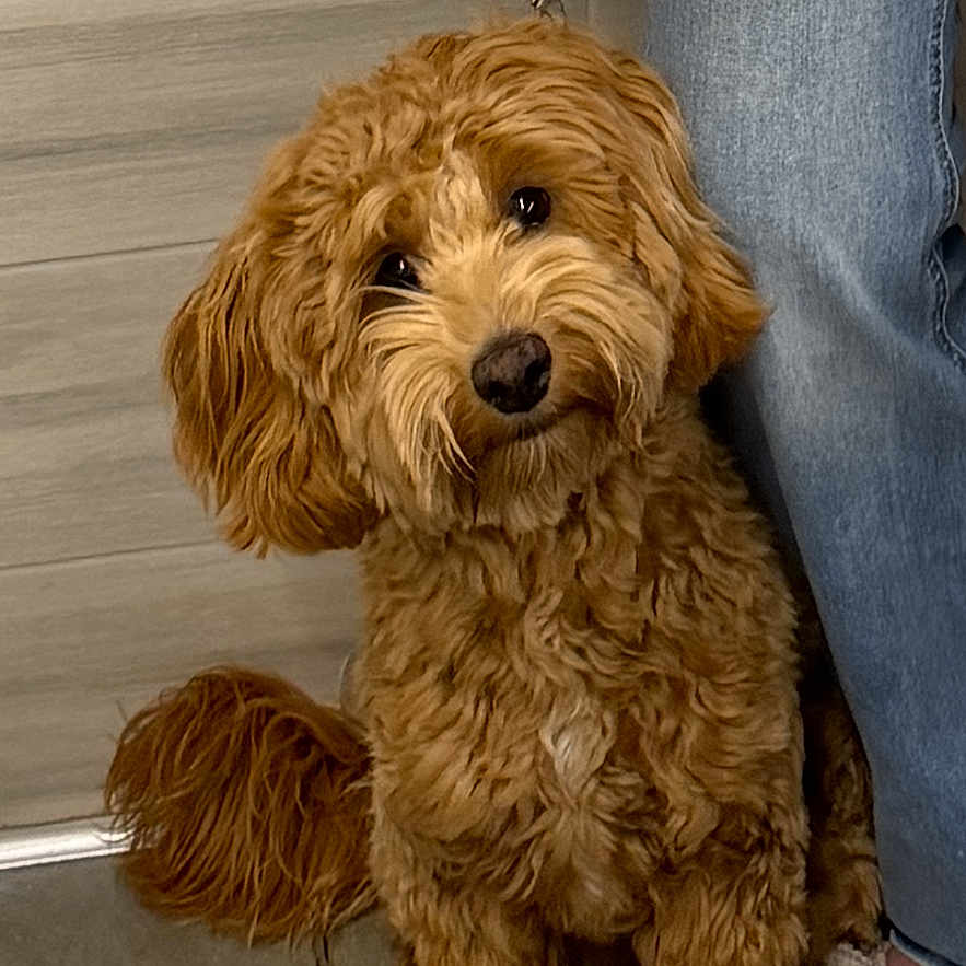 Peanut