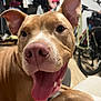 dog, tongue_out, close_up, indoor, brown_dog, white_markings, happy, pet, canine, animal, ears_up, floor, bicycle, clothes, room, paw, smiling, friendly, domestic, portrait