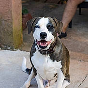 Remy joined the competition — help win amazing prizes! animal, blue_eye, brown_eye, canine, collar, concrete, dog, domestic_animal, face, happy, heterochromia, human_leg, mammal, outdoor, paw, pet, portrait, sitting, smiling, tongue