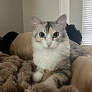Lotus is registered to the contest to win money with this photo: cat, calico_cat, fluffy, longhaired, pet, animal, portrait, sitting, indoors, blanket, bed, couch, cozy, whiskers, ears, green_eyes, pink_nose, fur, home, window