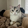 cat, calico_cat, fluffy, longhaired, pet, animal, portrait, sitting, indoors, blanket, bed, couch, cozy, whiskers, ears, green_eyes, pink_nose, fur, home, window