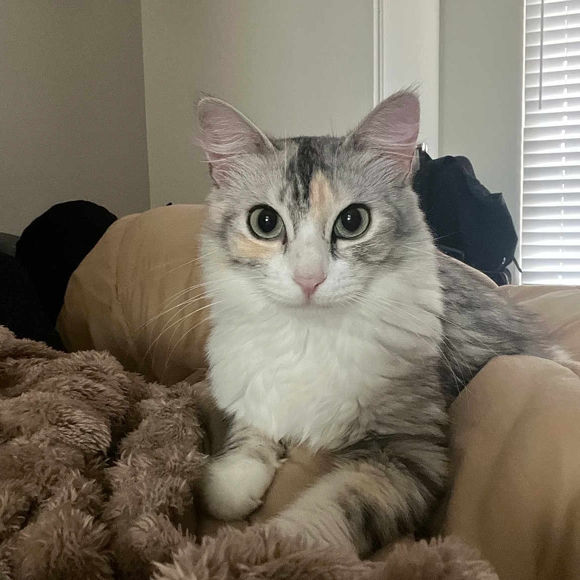 Lotus is registered to the contest to win money with this photo: cat, calico_cat, fluffy, longhaired, pet, animal, portrait, sitting, indoors, blanket, bed, couch, cozy, whiskers, ears, green_eyes, pink_nose, fur, home, window