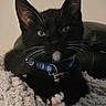 Suchi Katana Tempura is registered to the contest to win money with this photo: cat, black_cat, white_paws, whiskers, collar, blue_collar, bell, blanket, cozy, indoor, pet, feline, resting, closeup, fur, cute, animal, relaxed, portrait, domestic_cat