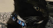 Suchi Katana Tempura joined the competition — help win amazing prizes! kitten, cat, black_cat, white_paws, blue_collar, whiskers, curious, pet, indoor, cozy, blanket, knit, fur, animal, cute, small, domestic_cat, resting, side_view, young