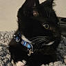 kitten, cat, black_cat, white_paws, blue_collar, whiskers, curious, pet, indoor, cozy, blanket, knit, fur, animal, cute, small, domestic_cat, resting, side_view, young
