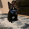 cat, kitten, tuxedo_cat, blue_collar, bell, fluffy_rug, indoor, pet, curious, feline, whiskers, black_and_white, floor, couch, domestic_animal, young_cat, looking_up, fur, animal, home