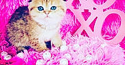 Fiona joined the competition — help win amazing prizes! kitten, cat, blue_eyes, furry, pink, fluffy, decor, xoxo, white_balls, cute, pet, small, adorable, animal, soft, indoor, closeup, fuzzy, playful, young