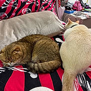 Fiona is registered to the contest to win money with this photo: cat, feline, pet, sleeping, curled_up, fur, bed, blanket, skull_pattern, red, black, white, pillow, indoor, cozy, resting, tail, collar, animal, domestic