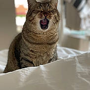 Biba a rejoint le concours — aidez-le/la à gagner de superbes lots ! animal, bed, blurred_background, cat, closeup, cozy, cute, domestic_cat, ears, feline, fur, indoor, mouth_open, pet, resting, striped, tabby, whiskers, white_bedspread, yawning