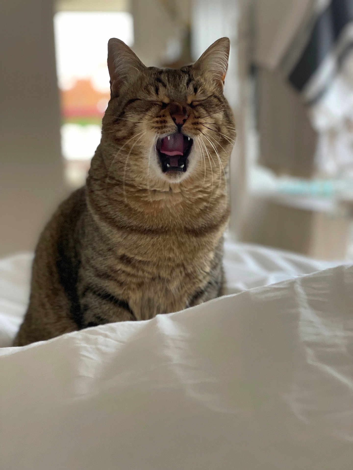 Biba a rejoint le concours — aidez-le/la à gagner de superbes lots ! animal, bed, blurred_background, cat, closeup, cozy, cute, domestic_cat, ears, feline, fur, indoor, mouth_open, pet, resting, striped, tabby, whiskers, white_bedspread, yawning