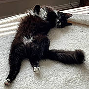 Mysya joined the competition — help win amazing prizes! cat, black_and_white, fluffy, long_hair, tuxedo_cat, lying_down, belly_up, paws, white_paws, tail, indoors, blanket, bed, sunlight, relaxed, sleepy, playful, pet, animal, portrait