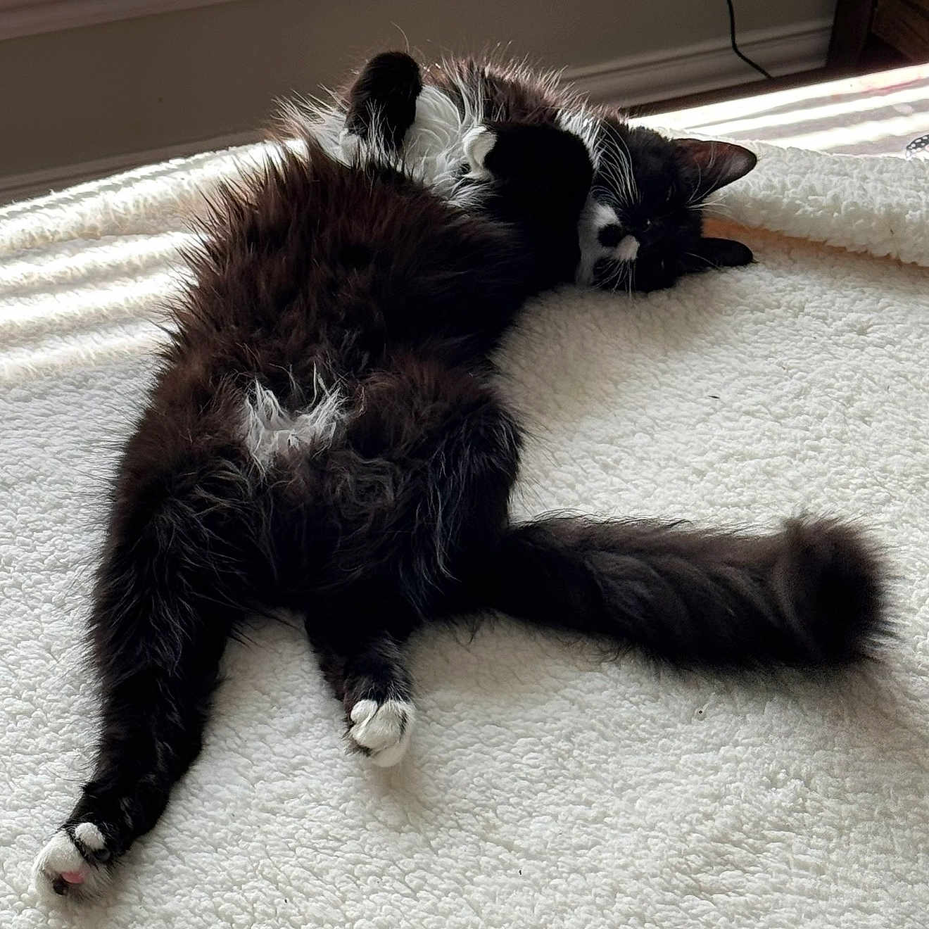 Mysya joined the competition — help win amazing prizes! cat, black_and_white, fluffy, long_hair, tuxedo_cat, lying_down, belly_up, paws, white_paws, tail, indoors, blanket, bed, sunlight, relaxed, sleepy, playful, pet, animal, portrait