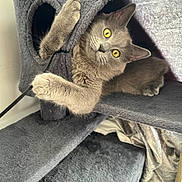 Rio is registered to the contest to win money with this photo: cat, gray_cat, yellow_eyes, cat_tree, pet, indoor, feline, playful, fur, whiskers, claw, paw, animal, household, curious, looking, resting, cozy, texture, home