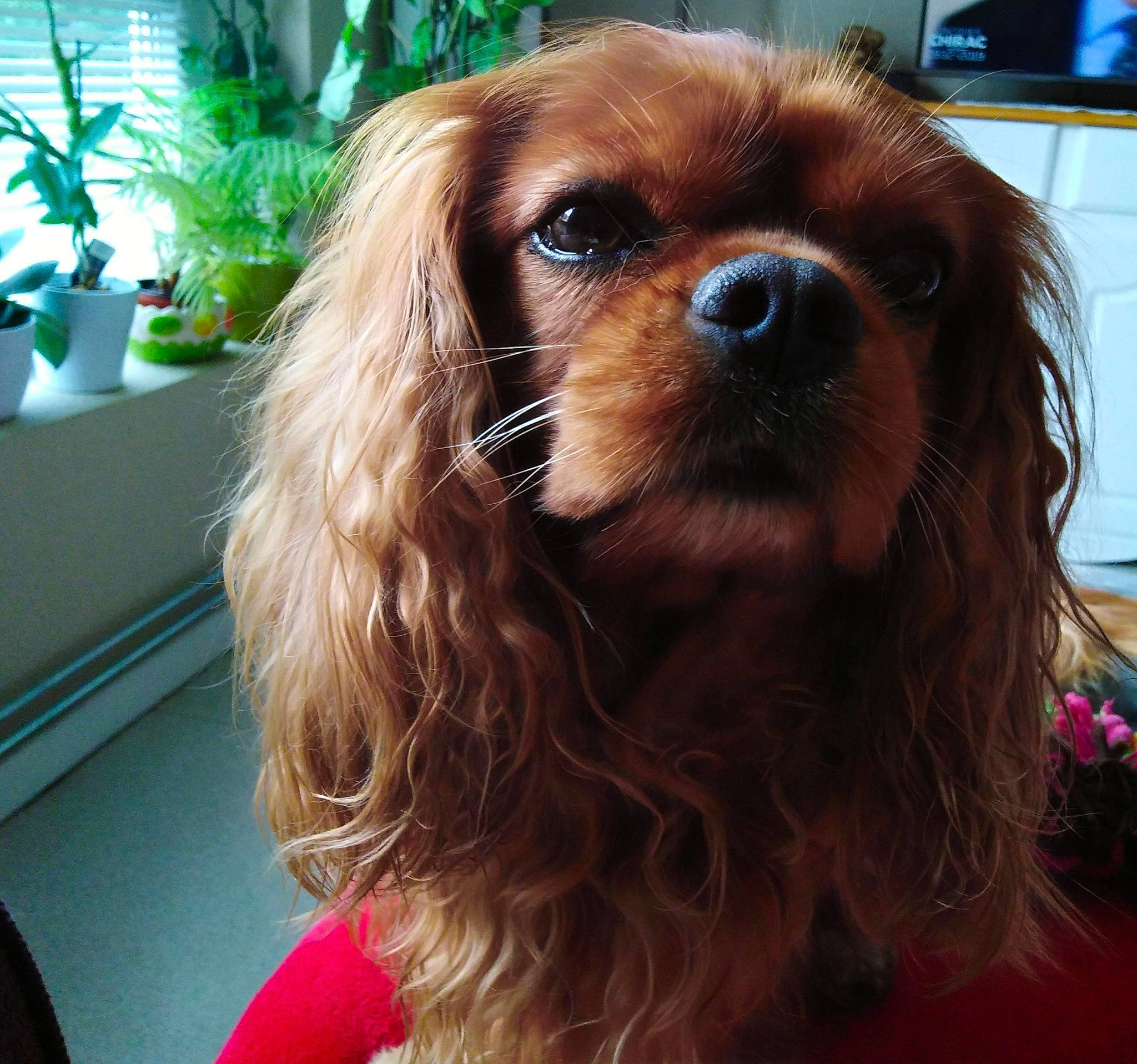 Guizmo a rejoint le concours — aidez-le/la à gagner de superbes lots ! canidae, carnivore, companion_dog, display_device, dog, dog_breed, dog_supply, fawn, flowerpot, fur, herb, houseplant, liver, plant, snout, spaniel, sporting_group, television, toy_dog, working_animal