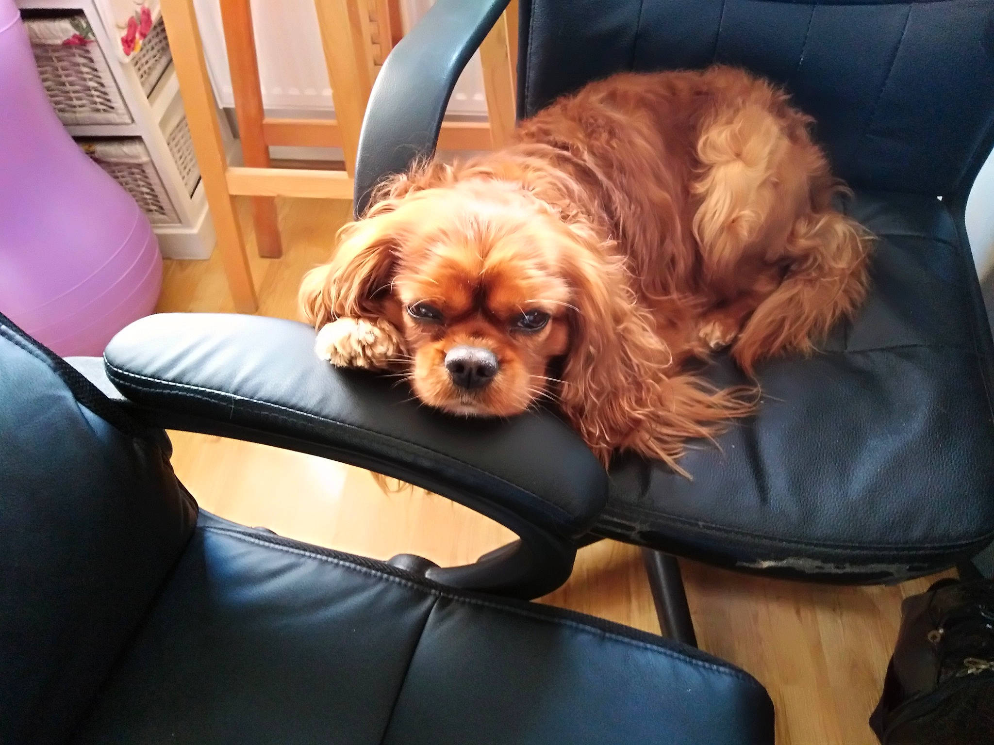 Guizmo a rejoint le concours — aidez-le/la à gagner de superbes lots ! car_seat, car_seat_cover, carnivore, chair, comfort, companion_dog, dog, dog_breed, door, fur, head_restraint, liver, motor_vehicle, personal_luxury_car, seat_belt, snout, sporting_group, toy_dog, vehicle_door, working_animal