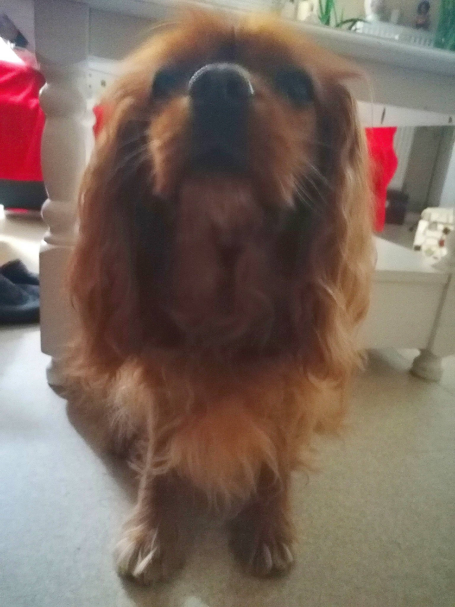 Guizmo participe au concours pour gagner de l'argent avec cette photo : canidae, carnivore, companion_dog, dog, dog_breed, fawn, flooring, fur, liver, maltepoo, natural_material, non_sporting_group, shih_tzu, snout, sporting_group, tail, terrestrial_animal, terrier, toy_dog, working_animal