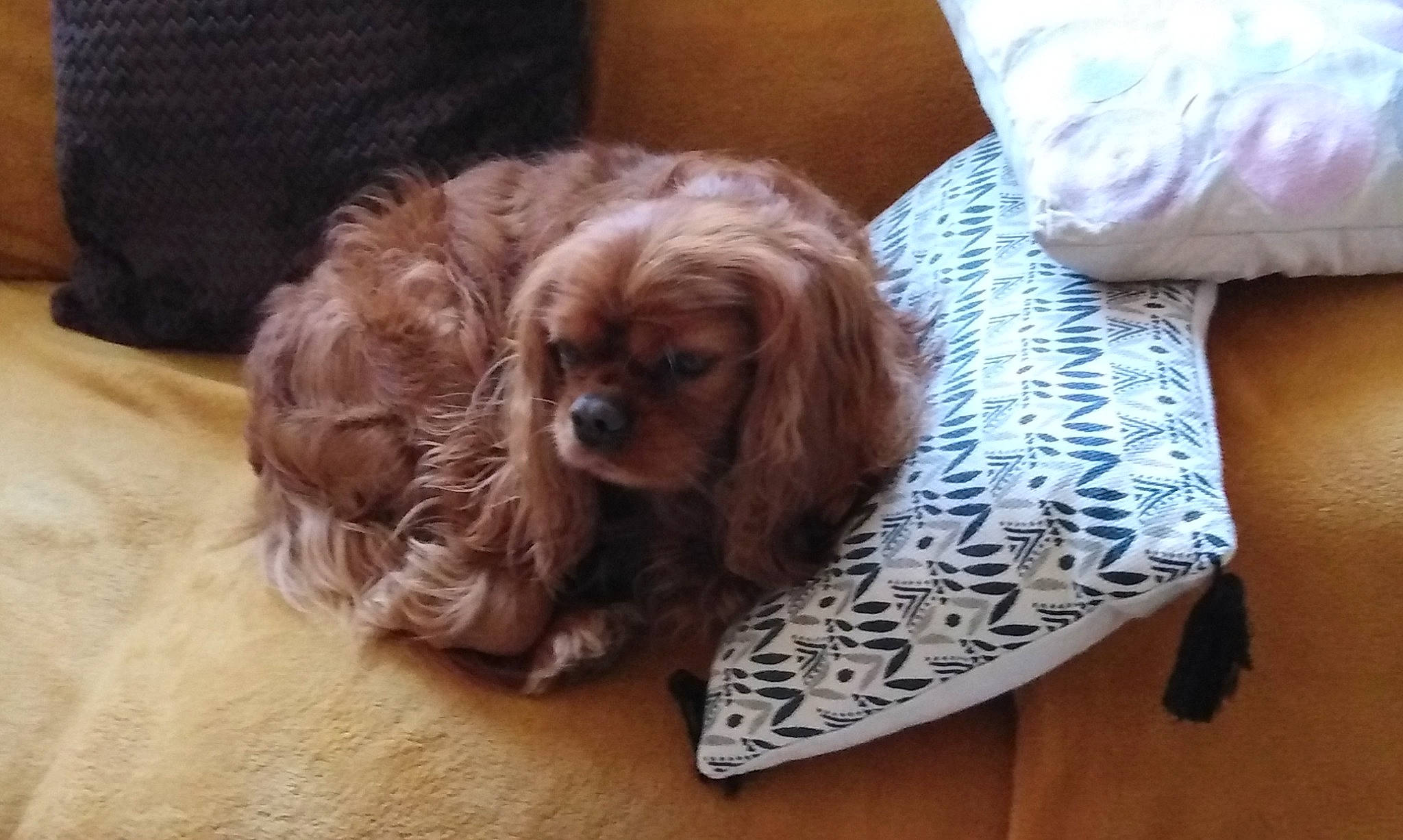 Guizmo participe au concours pour gagner de l'argent avec cette photo : canidae, carnivore, comfort, companion_dog, dog, dog_breed, dog_supply, fawn, fur, gun_dog, hardwood, liver, pet_supply, snout, spaniel, sporting_group, toy_dog, wood, working_animal