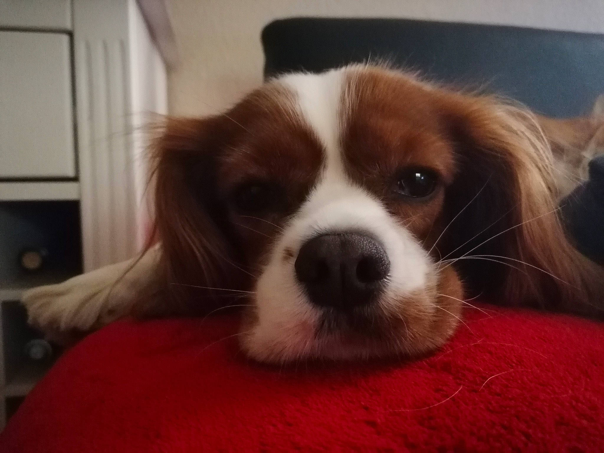 Roc a rejoint le concours — aidez-le/la à gagner de superbes lots ! bored, canidae, carnivore, cavalier_king_charles_spaniel, companion_dog, dog, dog_breed, fur, home_appliance, liver, puppy, snout, sporting_group, terrestrial_animal, toy_dog, whiskers, wood, working_animal, working_dog