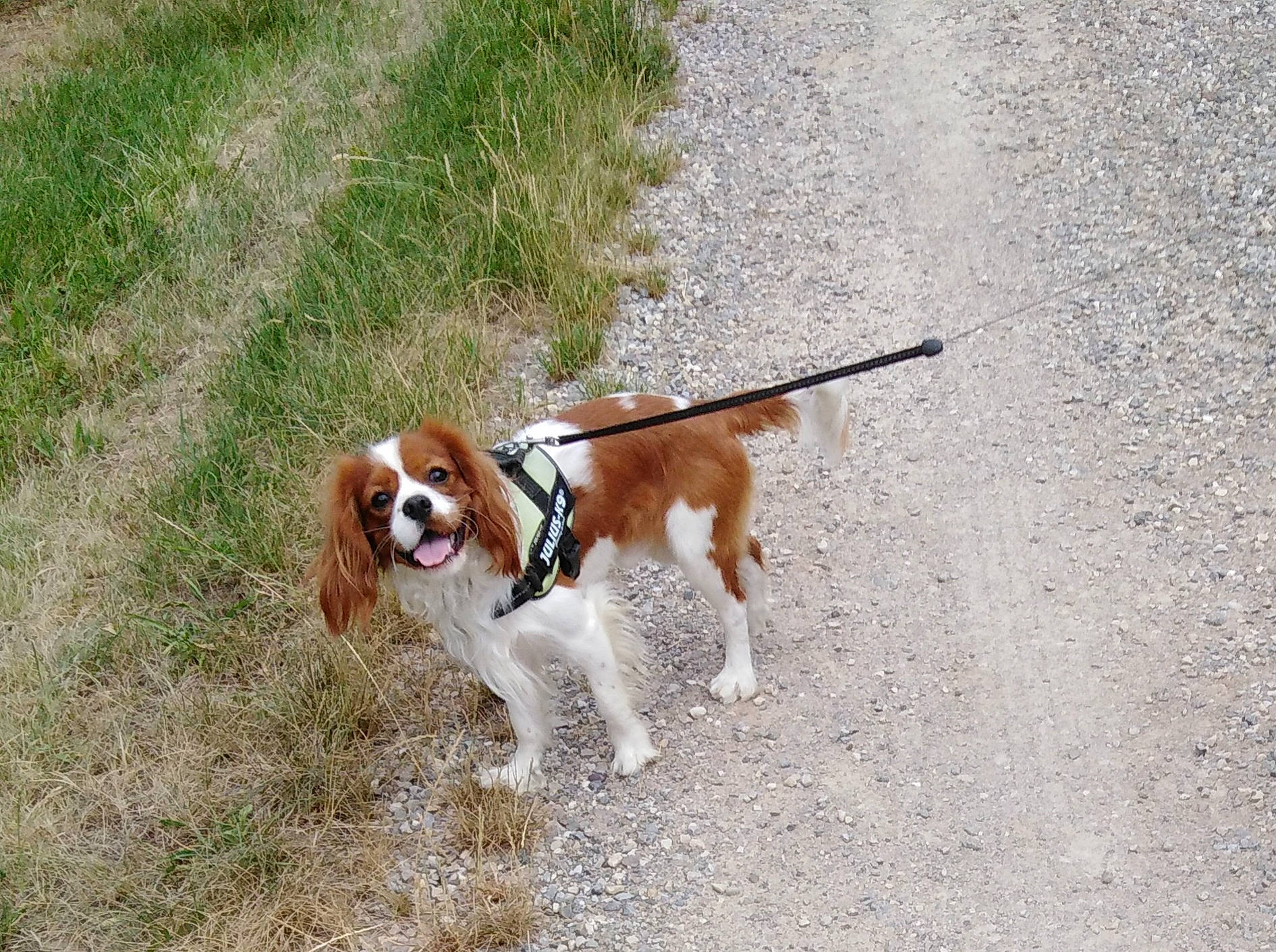 Roc participe au concours pour gagner de l'argent avec cette photo : canidae, carnivore, collar, companion_dog, dog, dog_breed, dog_collar, dog_supply, fawn, gun_dog, leash, liver, pet_supply, plant, road_surface, scent_hound, sporting_group, tail, working_animal, working_dog