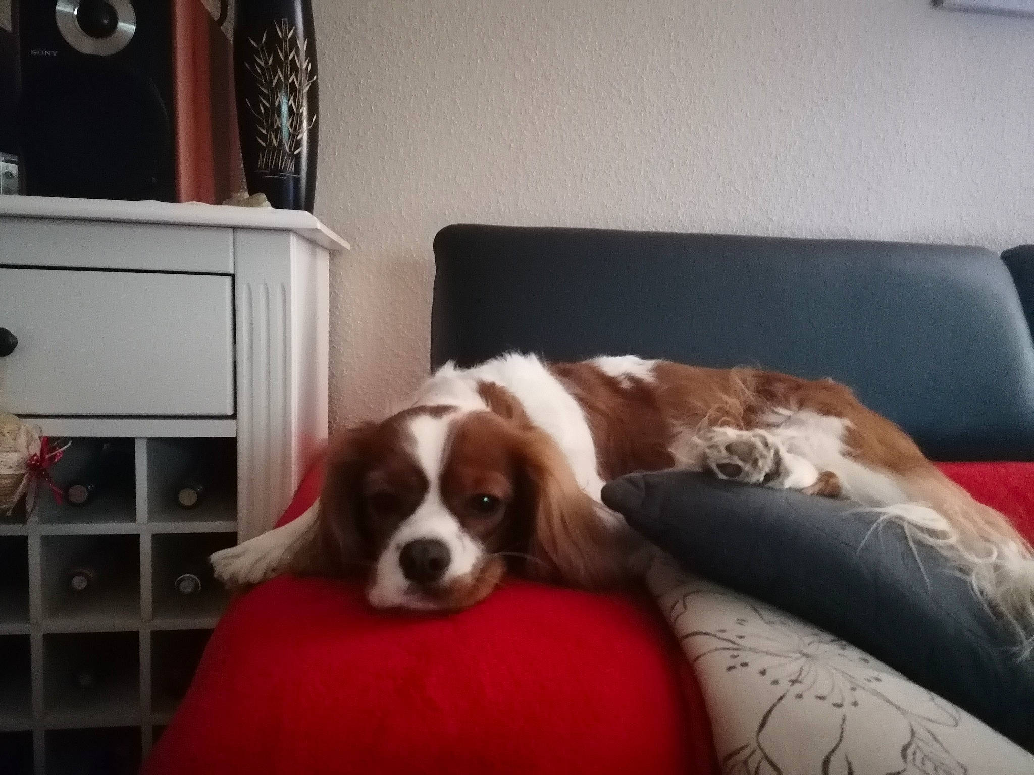 Roc participe au concours pour gagner de l'argent avec cette photo : bored, canidae, carnivore, comfort, companion_dog, couch, dog, dog_breed, flooring, fur, hardwood, home, liver, living_room, room, shelf, shelving, sofa_bed, sporting_group, wood