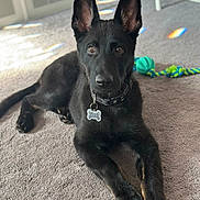Raven is registered to the contest to win money with this photo: dog, black_dog, indoor, carpet, toy, rope_toy, pet, animal, ears, collar, tag, alert, lying_down, fur, canine, domestic_animal, floor, light, shadow, rainbow_reflection