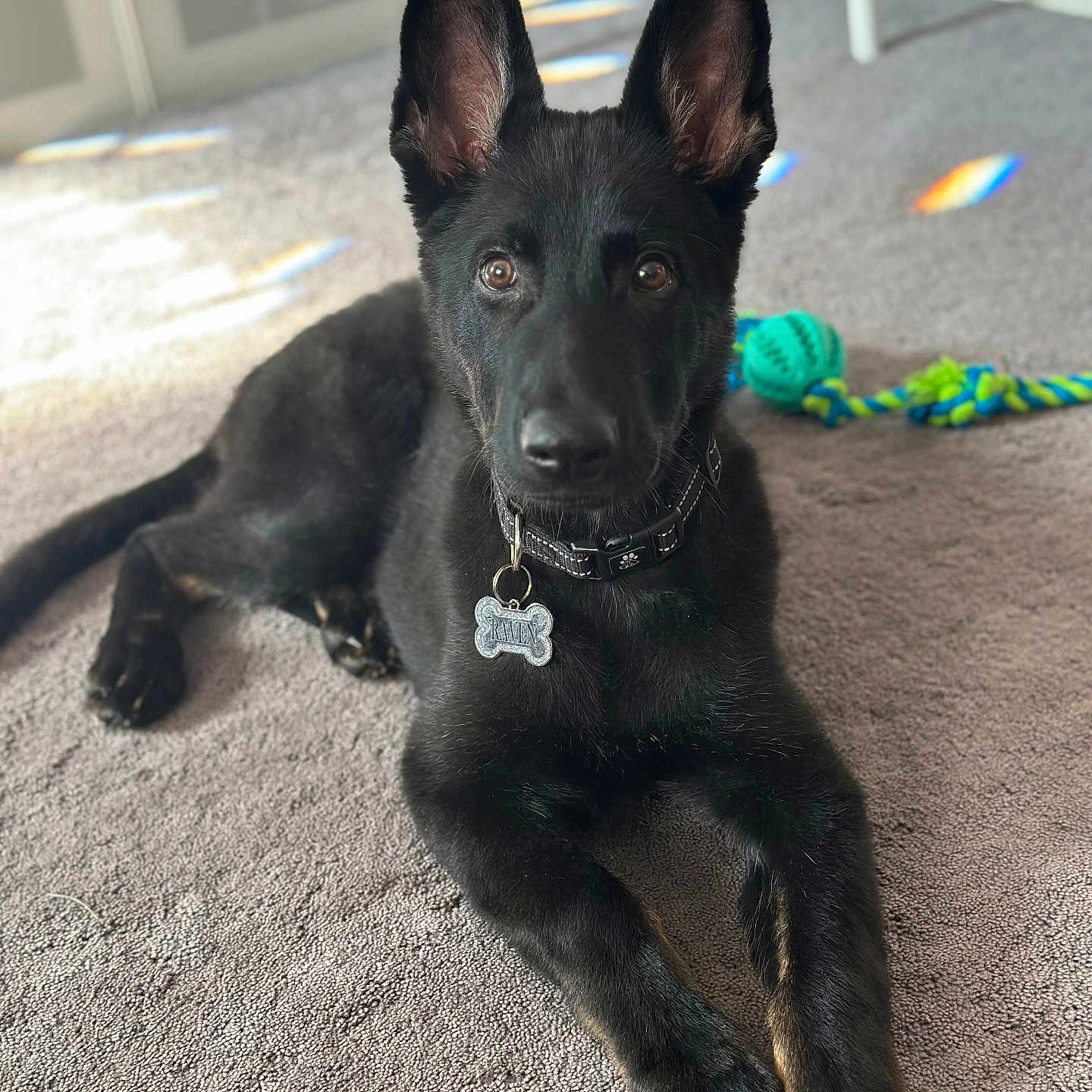Raven is registered to the contest to win money with this photo: dog, black_dog, indoor, carpet, toy, rope_toy, pet, animal, ears, collar, tag, alert, lying_down, fur, canine, domestic_animal, floor, light, shadow, rainbow_reflection