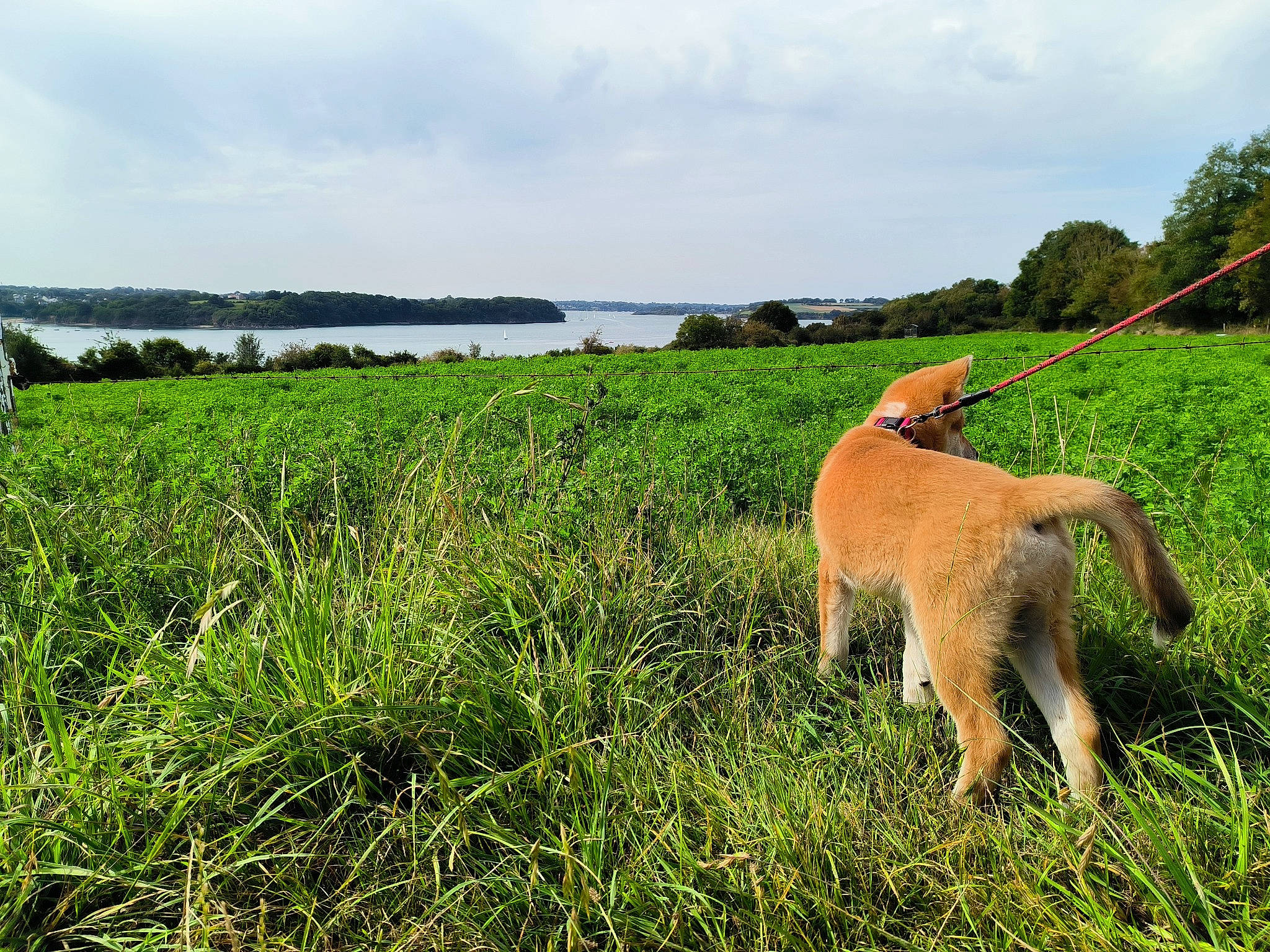 Umi Le Sushi a rejoint le concours — aidez-le/la à gagner de superbes lots ! carnivore, cloud, collar, companion_dog, dog, dog_breed, fawn, grass, grassland, landscape, meadow, natural_landscape, plain, plant, sky, tail, terrestrial_animal, tree, water, working_animal