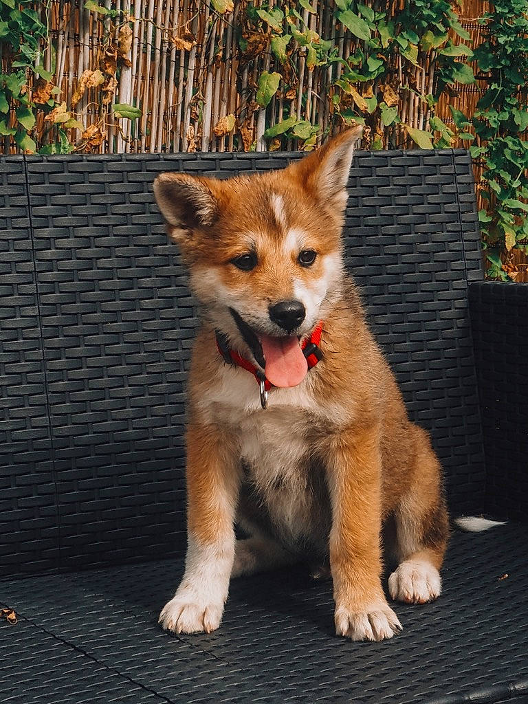 Umi Le Sushi participe au concours pour gagner de l'argent avec cette photo : ancient_dog_breeds, canis, carnivore, collar, companion_dog, dhole, dog, dog_breed, fawn, flowerpot, fur, herding_dog, plant, snout, tail, terrestrial_animal, whiskers, wildlife, working_animal, working_dog