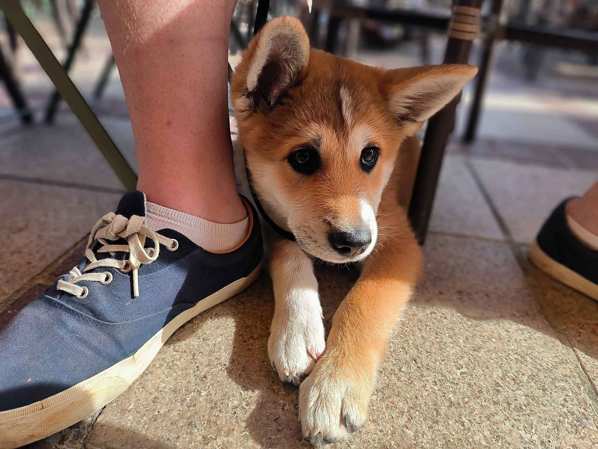 Umi Le Sushi participe au concours pour gagner de l'argent avec cette photo : ancient_dog_breeds, canidae, canis, carnivore, companion_dog, dog, dog_breed, fawn, foot, fur, human_leg, leash, outdoor_shoe, paw, snout, spitz, sporting_group, walking_shoe, whiskers, working_animal