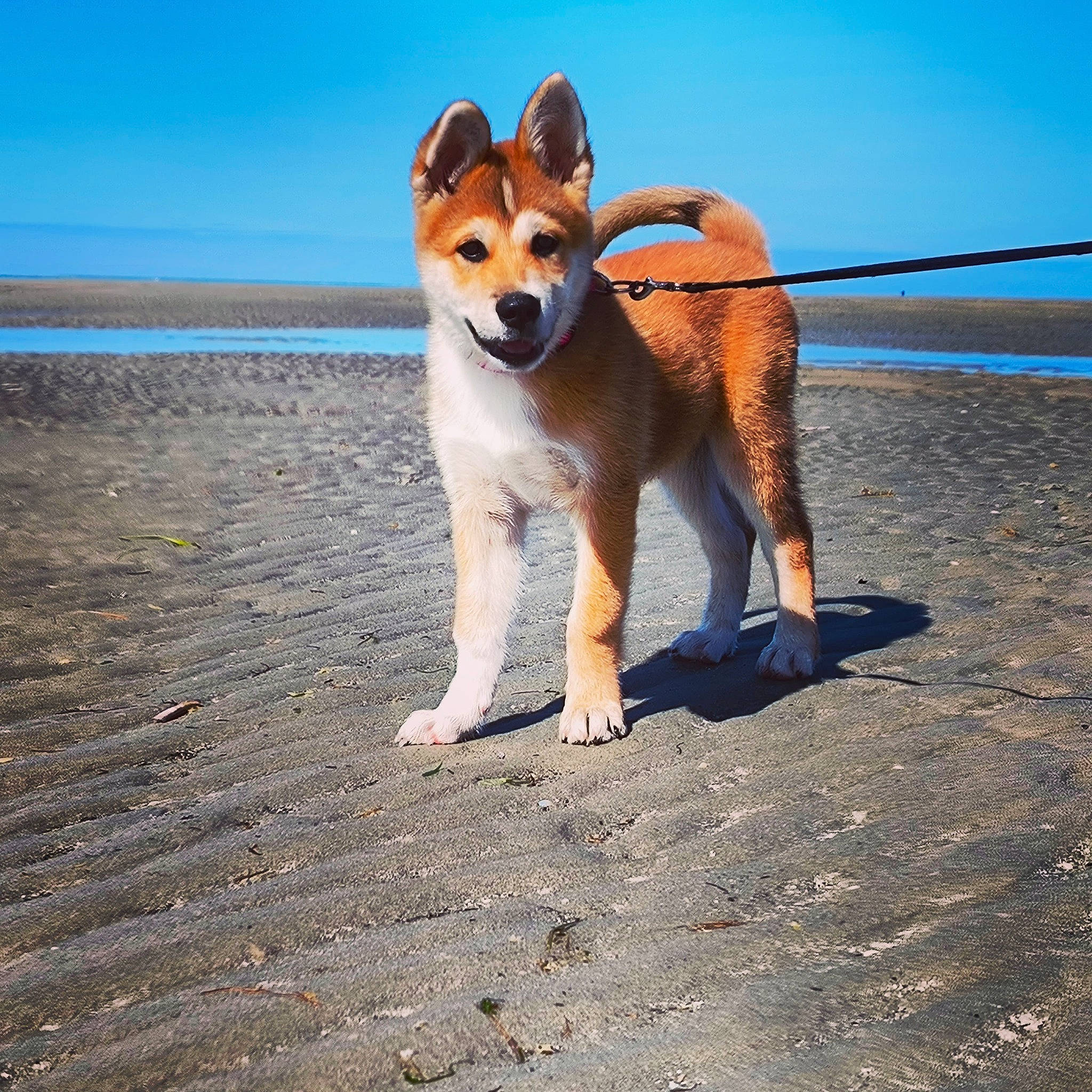 Umi Le Sushi a rejoint le concours — aidez-le/la à gagner de superbes lots ! beach, canidae, carnivore, collar, companion_dog, dog, dog_breed, fawn, happy, horizon, hound, ocean, sand, sky, snout, sporting_group, tail, walking, water, working_animal