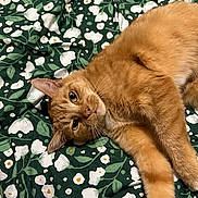 Scarlet joined the competition — help win amazing prizes! animal, blanket, cat, close_up, cozy, cute, domestic_animal, ears, feline, floral_pattern, fur, ginger_cat, green, indoor, looking_at_camera, lying_down, pet, relaxed, whiskers, white_flowers
