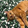 animal, blanket, cat, close_up, cozy, cute, domestic_animal, ears, feline, floral_pattern, fur, ginger_cat, green, indoor, looking_at_camera, lying_down, pet, relaxed, whiskers, white_flowers