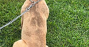 Cheetah joined the competition — help win amazing prizes! dog, tan_dog, sitting, back_view, grass, lawn, outdoors, animal, pet, leash, chain_leash, collar, floppy_ears, curled_tail, short_hair, brown, greenery, garden, ground, backyard