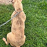dog, tan_dog, sitting, back_view, grass, lawn, outdoors, animal, pet, leash, chain_leash, collar, floppy_ears, curled_tail, short_hair, brown, greenery, garden, ground, backyard