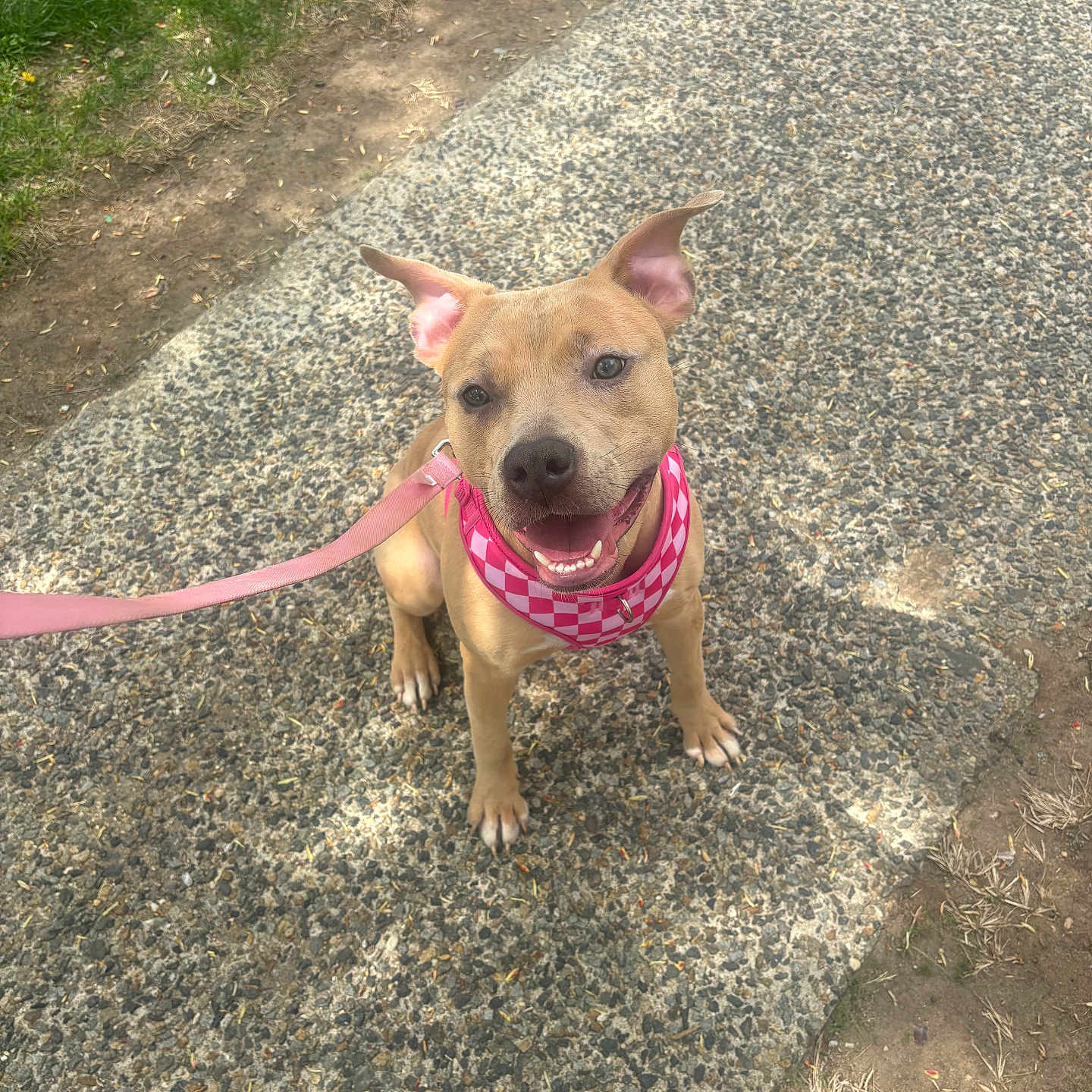 Cheetah joined the competition — help win amazing prizes! dog, puppy, brown_dog, sitting, smiling, open_mouth, pink_bandana, checkered_pattern, leash, outdoor, pavement, sidewalk, grass, flowers, park, portrait, pet, animal, happy, daylight