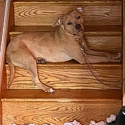 Cheetah joined the competition — help win amazing prizes! dog, tan_dog, pet, animal, staircase, wooden_steps, indoors, lying_down, relaxed, collar, chain_leash, short_hair, floppy_ears, dark_nose, brown_eyes, toy, stuffing, shredded_toy, mess, home