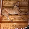 dog, tan_dog, pet, animal, staircase, wooden_steps, indoors, lying_down, relaxed, collar, chain_leash, short_hair, floppy_ears, dark_nose, brown_eyes, toy, stuffing, shredded_toy, mess, home