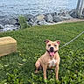 Cheetah joined the competition — help win amazing prizes! dog, pit_bull, tan_dog, sitting, smiling, tongue_out, outdoor, grass, waterfront, shoreline, rocks, ocean, bridge, cityscape, leash, chain, park, greenery, daylight, portrait