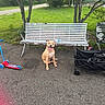 Cheetah is registered to the contest to win money with this photo: dog, pet, animal, sitting, smiling, tongue, outdoors, park, bench, pavement, grass, trees, stroller, scooter, playground, summer, daylight, portrait, happy, parked