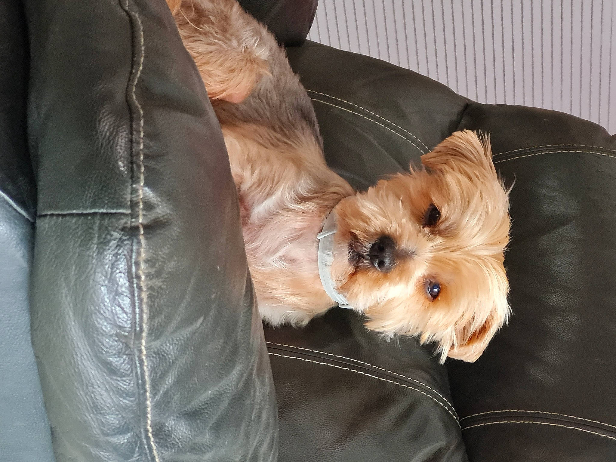 Chouppy participe au concours pour gagner de l'argent avec cette photo : biewer_terrier, canidae, carnivore, companion_dog, dog, dog_breed, dog_clothes, dog_supply, fawn, fur, small_terrier, snout, sporting_group, terrier, toy, toy_dog, whiskers, working_animal, yorkipoo, yorkshire_terrier