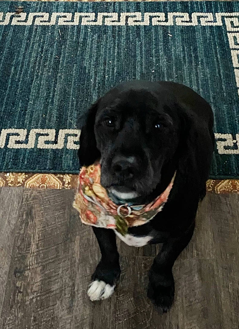 Tyson is registered to the contest to win money with this photo: borador, carnivore, collar, companion_dog, dog, dog_breed, dog_collar, flooring, fur, grey, gun_dog, liver, pet_supply, retriever, sleeve, snout, sporting_group, whiskers, wood, working_animal