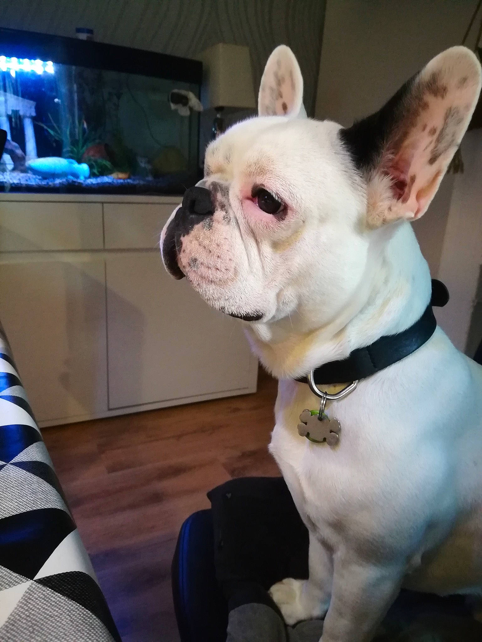 Norman a rejoint le concours — aidez-le/la à gagner de superbes lots ! american_bulldog, bulldog, canidae, carnivore, companion_dog, dog, dog_breed, ear, fawn, french_bulldog, mammal, molosser, non_sporting_group, nose, puppy, rare_breed_dog, skin, snout, toy_bulldog, vertebrate