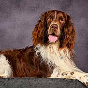 Rocket a rejoint le concours — aidez-le/la à gagner de superbes lots ! animal, brown, canine, dog, domestic_animal, ears, fluffy, friendly, fur, long_hair, lying_down, mammal, nose, paw, pet, portrait, relaxed, studio, tongue_out, white