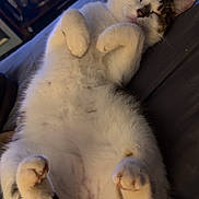 Kai joined the competition — help win amazing prizes! cat, sleeping, bed, paws, fur, animal, pet, indoor, relaxing, cozy, feline, whiskers, tail, cute, domestic, resting, soft, comfort, mammal, closeup