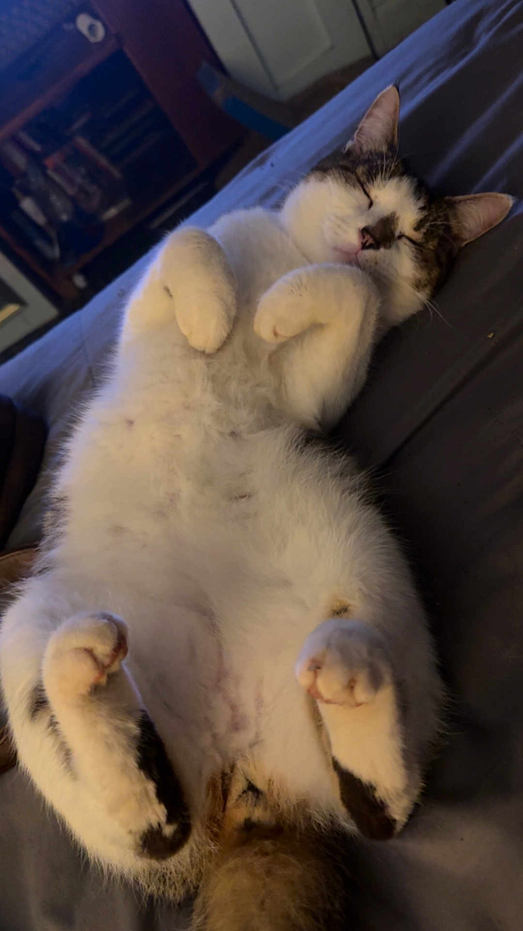 Kai joined the competition — help win amazing prizes! cat, sleeping, bed, paws, fur, animal, pet, indoor, relaxing, cozy, feline, whiskers, tail, cute, domestic, resting, soft, comfort, mammal, closeup