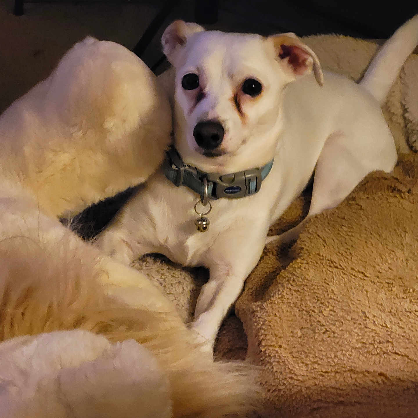 Bruno joined the competition — help win amazing prizes! accessories, animal, blanket, bulldog, canine, chihuahua, collar, couch, dog, eskimodog, furniture, hound, indoors, labradorretriever, pet, pitbull, puppy, strap, terrier, whitedog