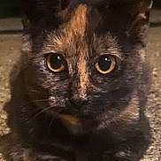 Georgi is registered to the contest to win money with this photo: cat, tortoiseshell, animal, pet, close_up, eyes, face, fur, whiskers, paws, lying_down, night, dim_light, texture, curious, mysterious, focus, portrait, indoor, feline