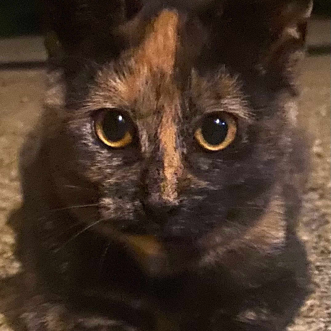 Georgi is registered to the contest to win money with this photo: animal, cat, close_up, curious, dim_light, eyes, face, feline, focus, fur, indoor, lying_down, mysterious, night, paws, pet, portrait, texture, tortoiseshell, whiskers