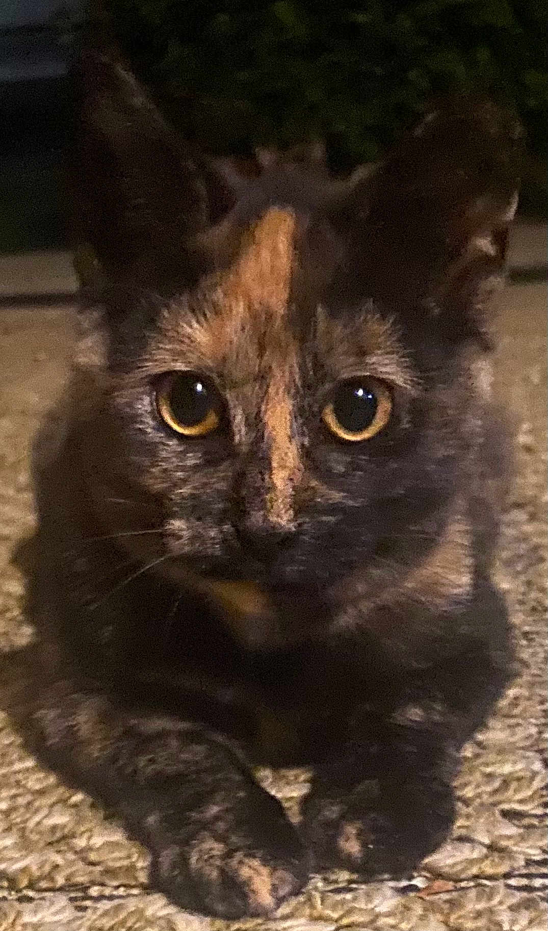 Georgi is registered to the contest to win money with this photo: cat, tortoiseshell, animal, pet, close_up, eyes, face, fur, whiskers, paws, lying_down, night, dim_light, texture, curious, mysterious, focus, portrait, indoor, feline